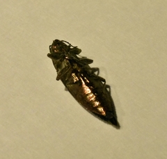 Texania campestris