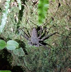 Paraphrynus laevifrons