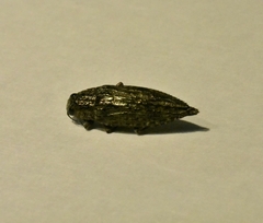 Texania campestris