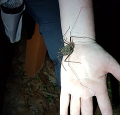 Paraphrynus laevifrons