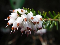 Erica erigena
