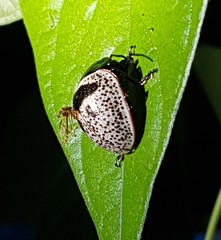 Platyphora panamensis