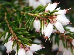 Erica erigena