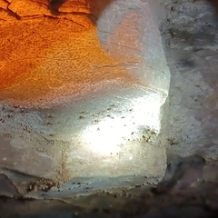 Hadenoecus subterraneus