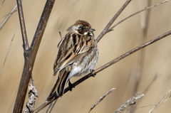 Emberiza schoeniclus