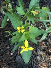 Viola lobata integrifolia