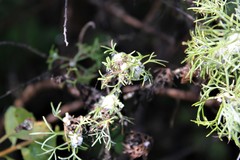 Rhopalomyia floccosa