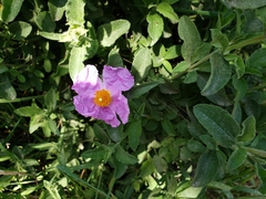 Cistus