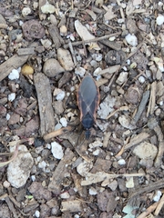 Triatoma rubida