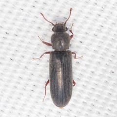 Lyctus carbonarius