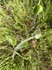 Matelea cynanchoides