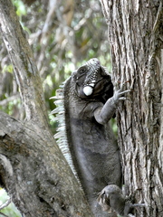 Iguana iguana iguana
