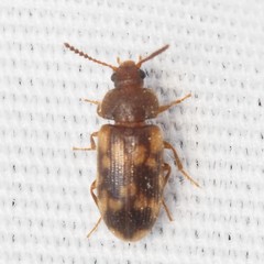 Mycetophagus pluripunctatus