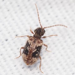 Ptinus texanus