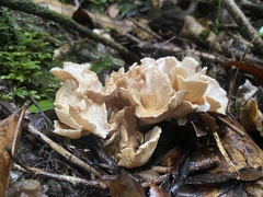 Gloeocantharellus