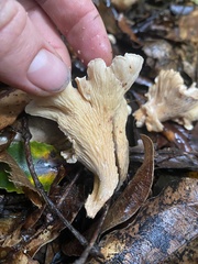 Gloeocantharellus