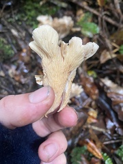 Gloeocantharellus