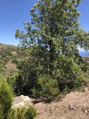 Lyonothamnus floribundus floribundus