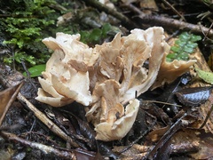 Gloeocantharellus