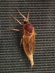 Xylophagidae