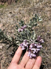 Eriodictyon traskiae