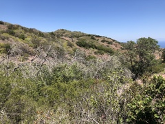 Lyonothamnus floribundus floribundus