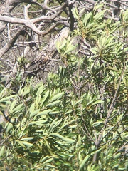 Lyonothamnus floribundus floribundus