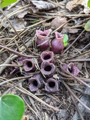 Hexastylis rhombiformis