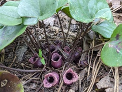 Hexastylis rhombiformis