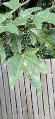 Brachychiton acerifolius