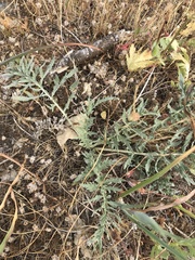 Balsamorhiza macrolepis