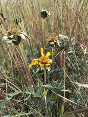 Balsamorhiza macrolepis