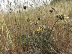 Balsamorhiza macrolepis