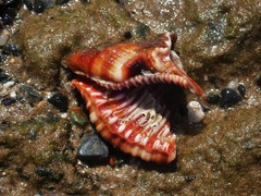 Monoplex pilearis