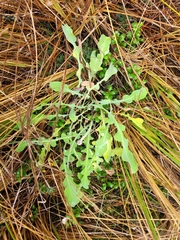 Sonchus novae-zelandiae