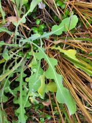 Sonchus novae-zelandiae