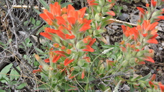 Castilleja rigida
