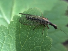 Raphidiinae