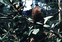 Banksia saxicola