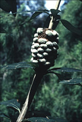 Banksia saxicola