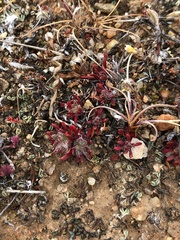 Chorizanthe polygonoides