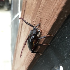 Prionus insularis