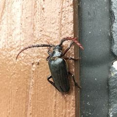 Prionus insularis