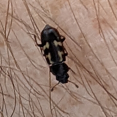 Glischrochilus vittatus