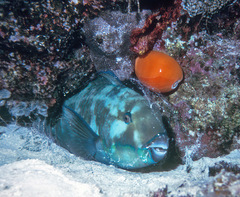 Callistocypraea aurantium