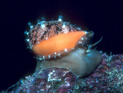 Callistocypraea aurantium