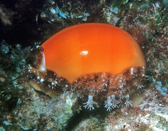 Callistocypraea aurantium