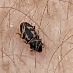 Glischrochilus vittatus