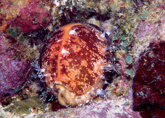 Callistocypraea aurantium