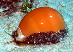 Callistocypraea aurantium